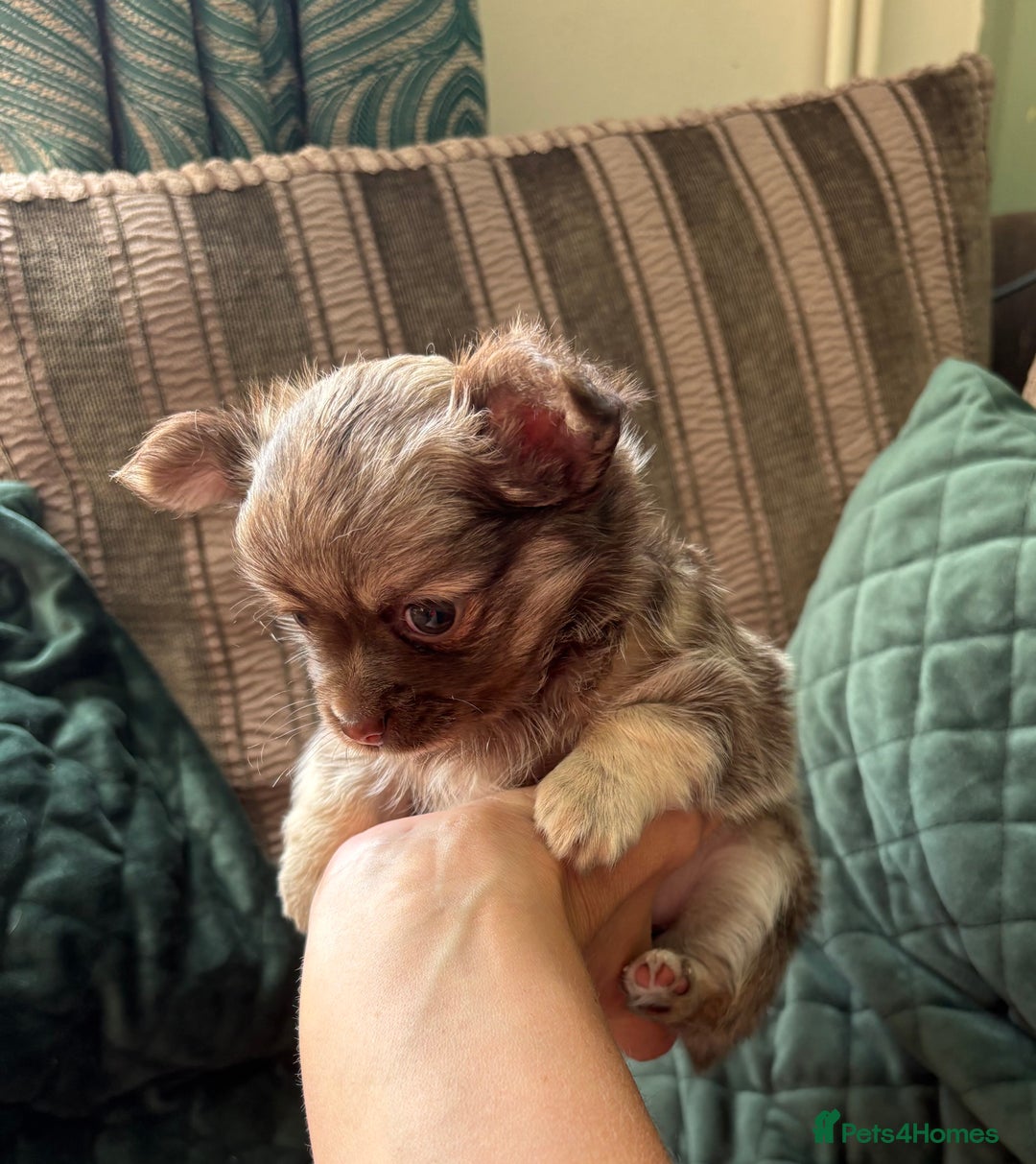 Chihuahua dogs for sale: Gorgeous Fluffy Chihuahua Puppy - Image 13