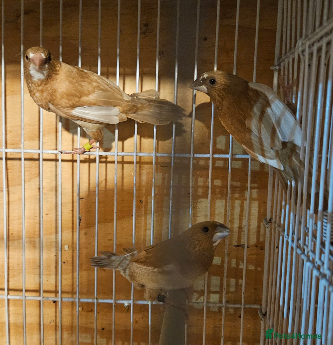 Finches birds for sale: Bengalese finches & Zebra Finches - Advert 14