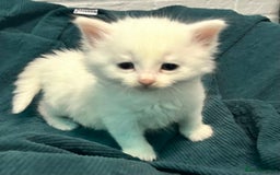 Mixed Breed cats for sale: READY TO GO 🫶 Three beautiful kittens left 🫶 - Image 4