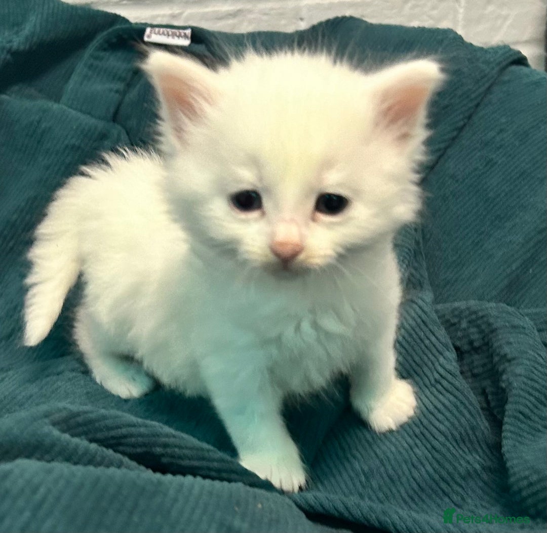 Mixed Breed cats for sale: READY TO GO 🫶 Three beautiful kittens left 🫶 - Image 4
