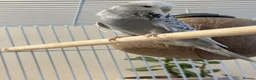 Budgerigars birds for sale: Female Budgie – 1 Year Old in Kidlington - Advert 3