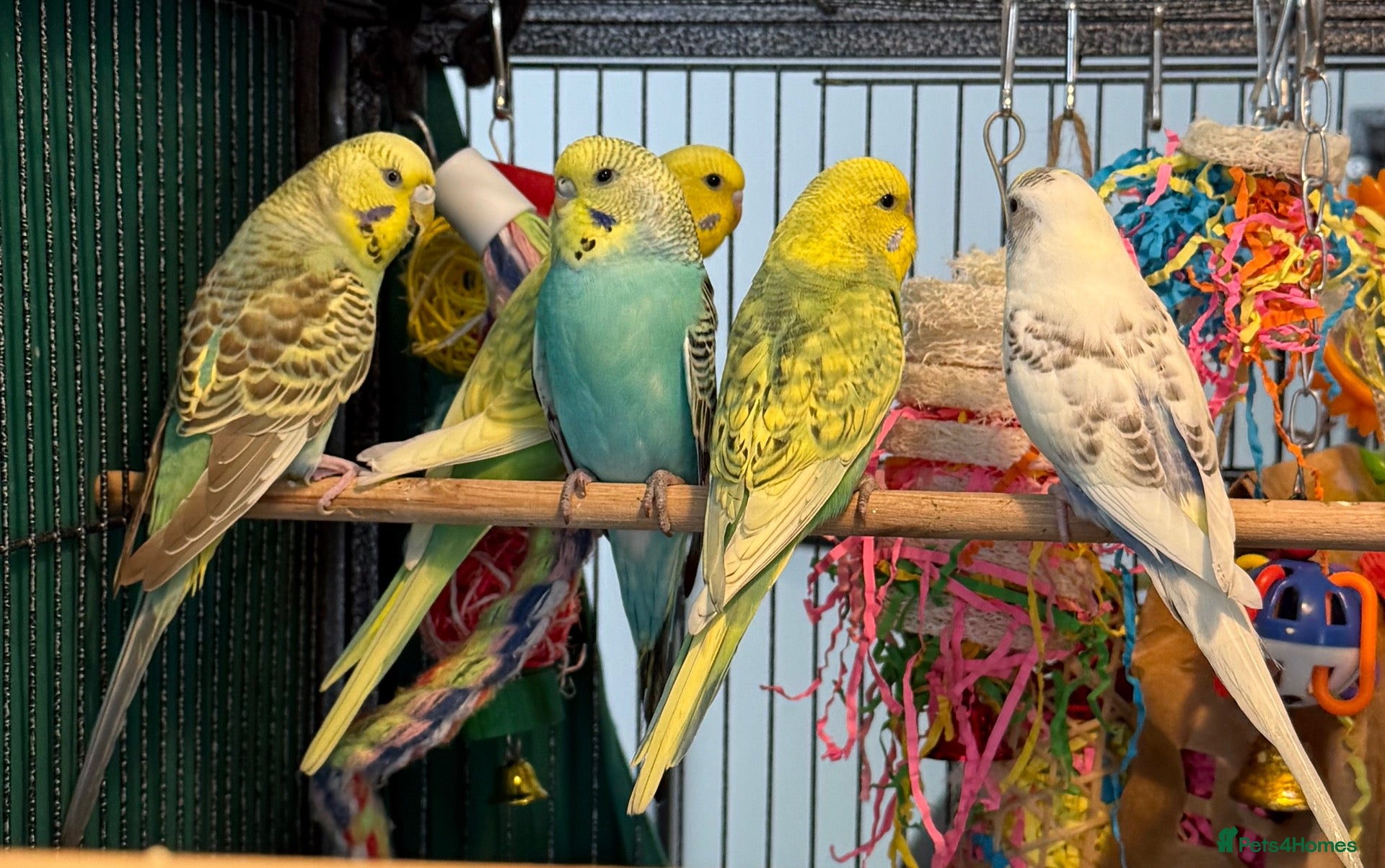 Budgerigars birds Young Budgies 8 to 10 Weeks Old Available  - Advert 1