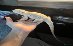 Bearded Dragon reptiles for sale: Bearded dragon  - Image 5