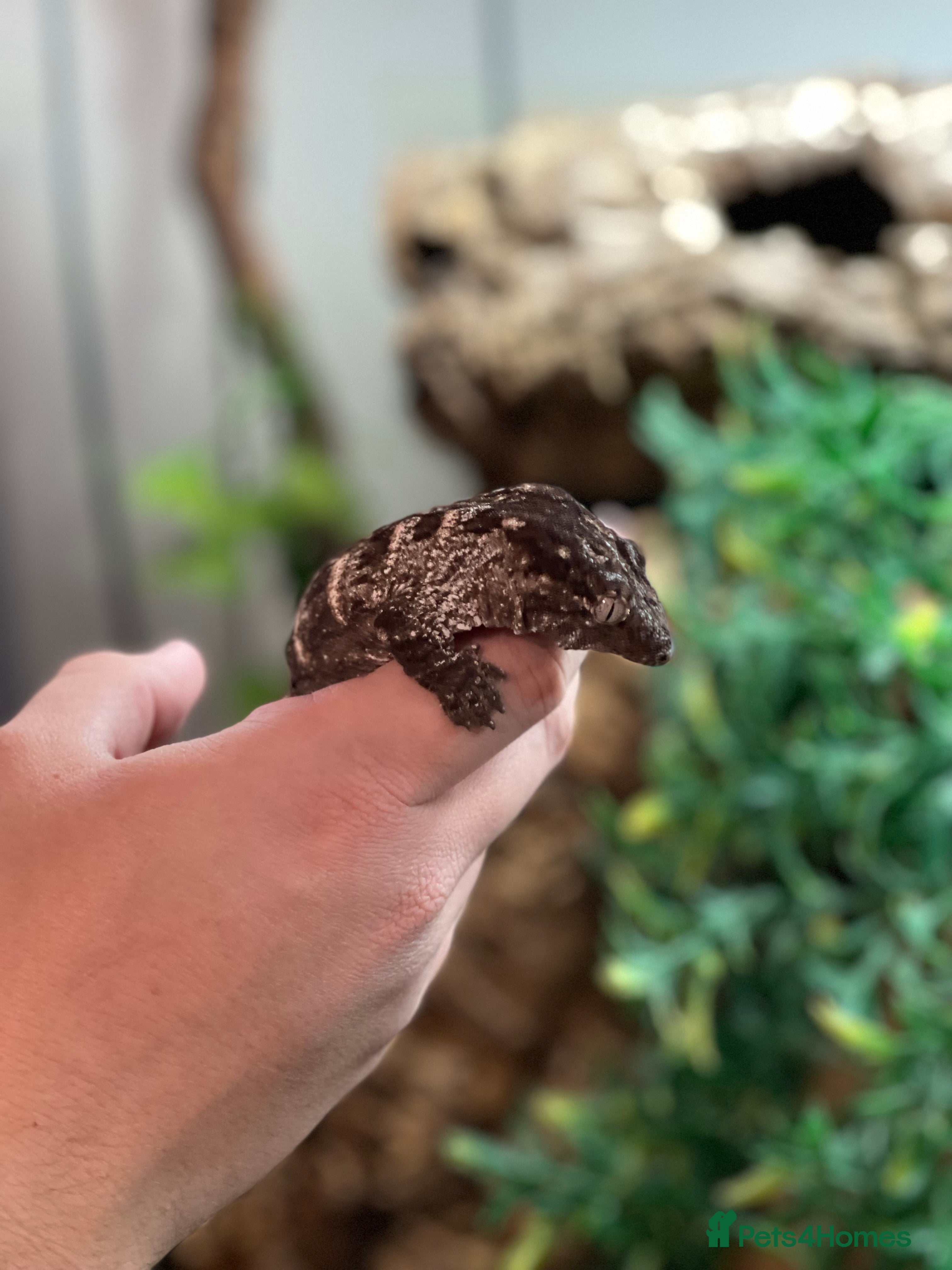 Gecko reptiles Caledonian giant gecko - Advert 12