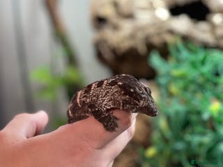 Gecko reptiles Caledonian giant gecko - Advert 6