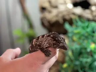 Gecko reptiles Caledonian giant gecko - Advert 16