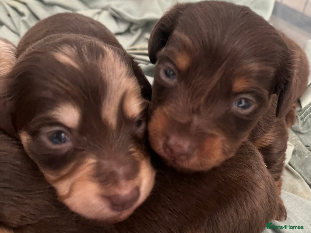 Miniature Dachshund dogs for sale: Long hair tiny kc reg dachshund babies  - Advert 15