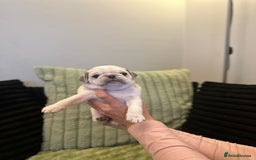 Pug dogs for sale: Pug Puppies - Image 8