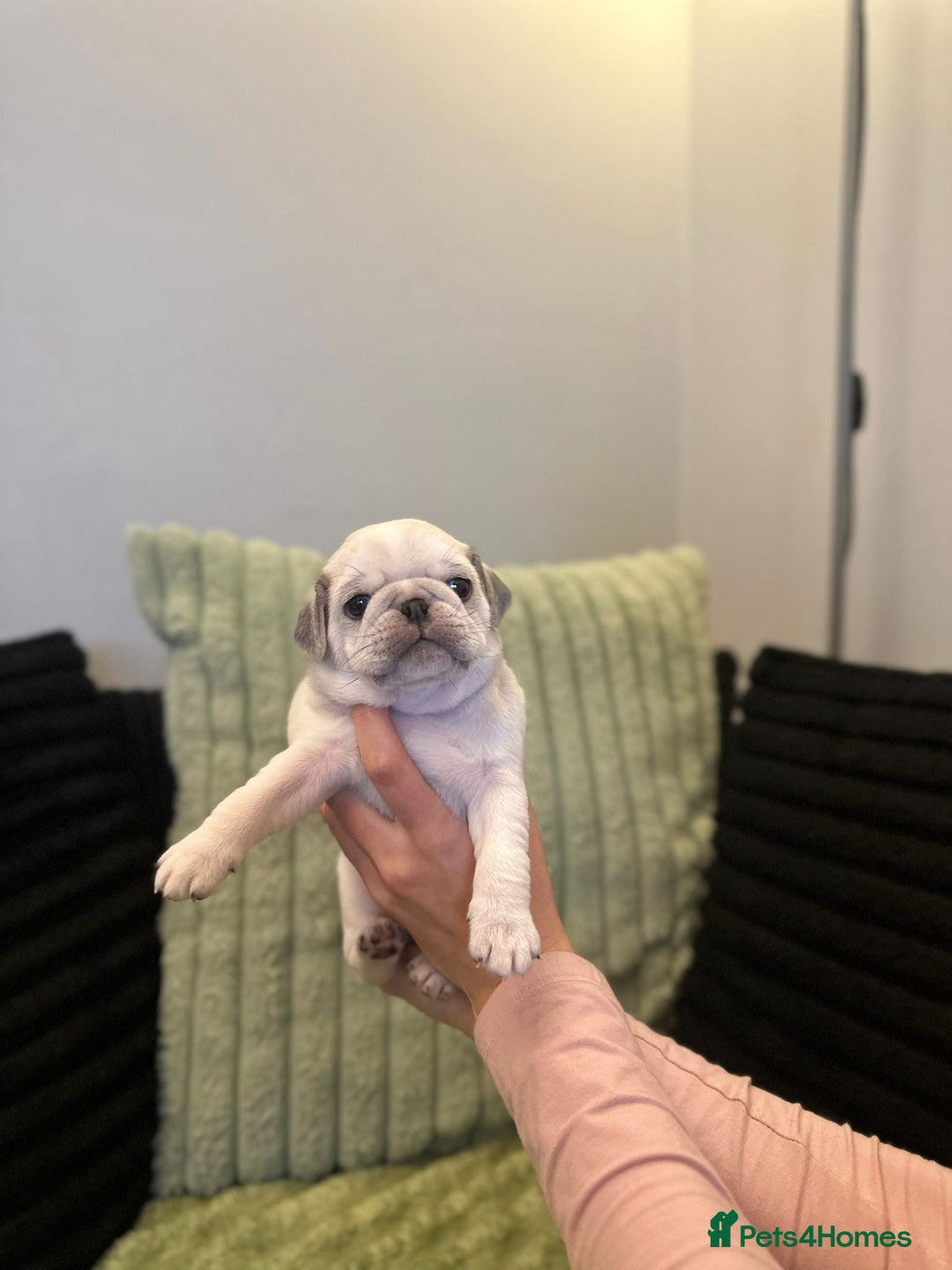 Pug dogs for sale: Pug Puppies - Image 8