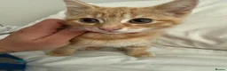 Mixed Breed cats for sale: * READY TO GO * LAST STUNNING GINGER GIRL LEFT*** - Advert 3
