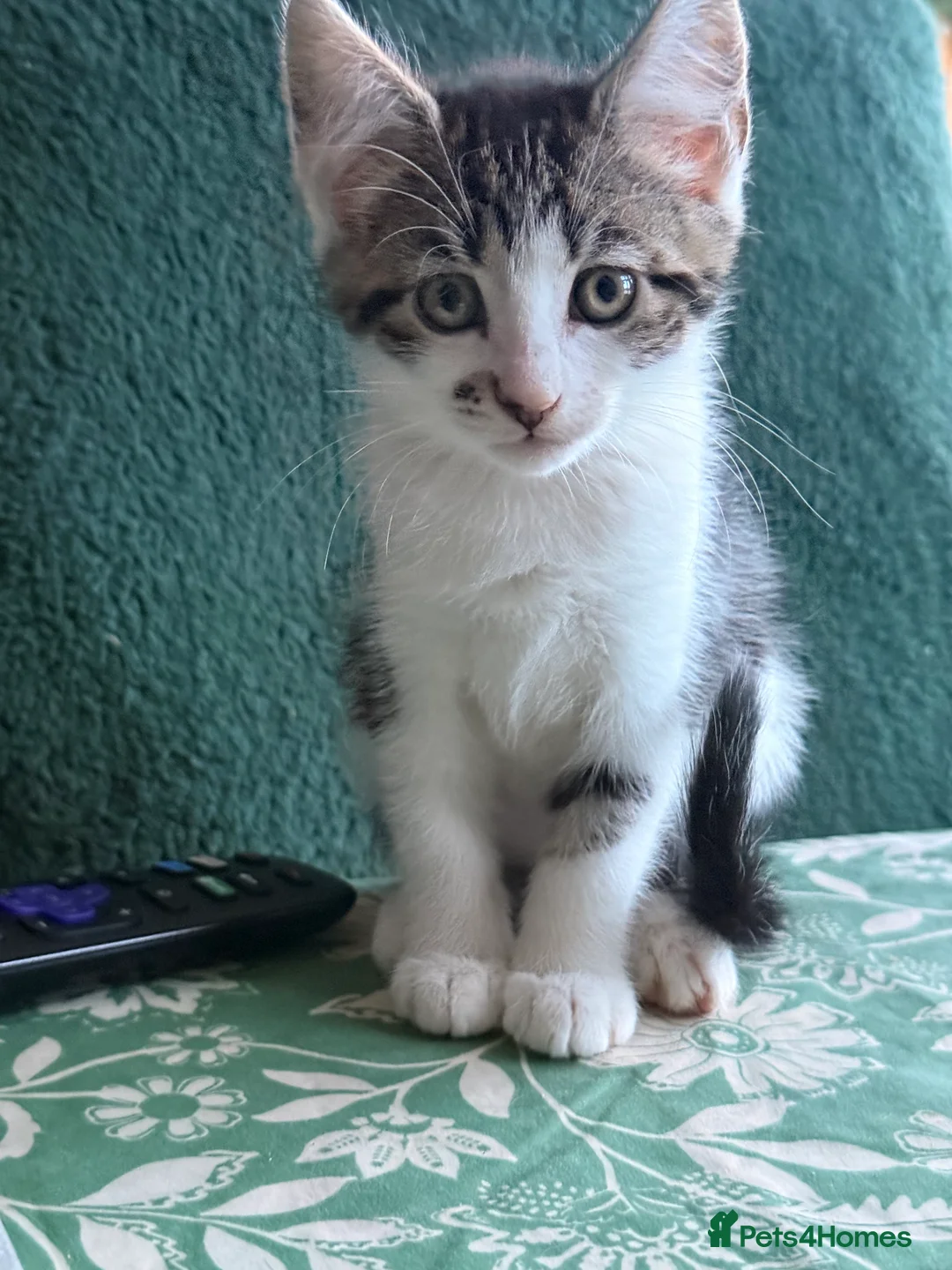 British Longhair cats for sale: Four adorable kittens! - Advert 15