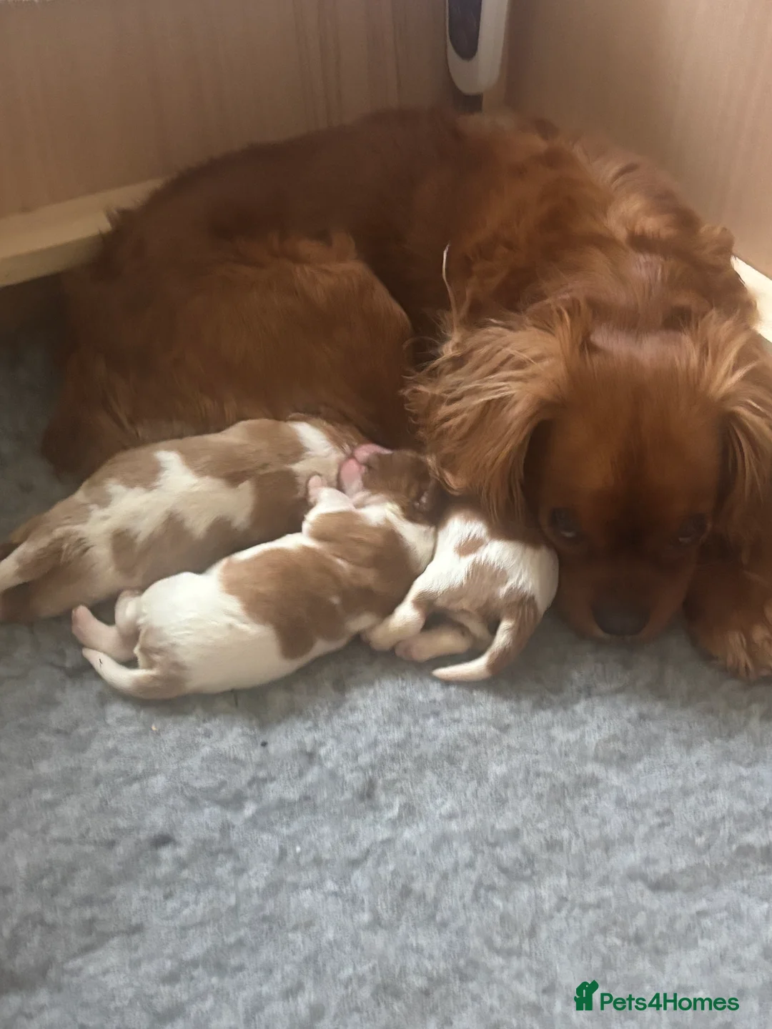 Cavalier King Charles Spaniel dogs for sale: 2 male cavalier King Charles for sale  - Advert 2