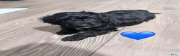 Cockapoo dogs for sale: 2 gorgeous male cockapoos left 💙💚 - Advert 7