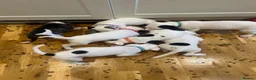 American Bulldog dogs for sale: American bulldog puppies  - Advert 15