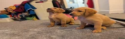 Labradoodle dogs for sale: Stunning F2 labradoodles  in Ebbw Vale - Advert 5