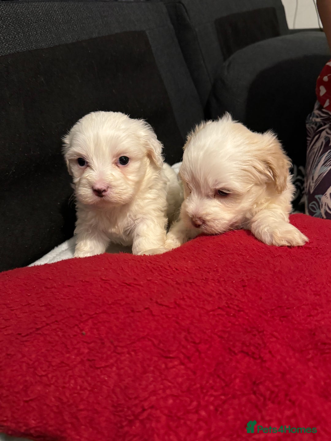 Bichon Frise dogs for sale: Bichon Frise - Advert 1