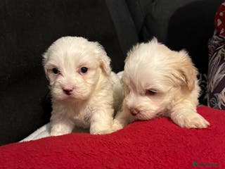 Bichon Frise dogs Bichon Frise - Advert 2