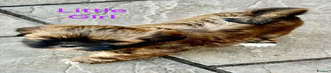 Lhasa Apso Puppy 5