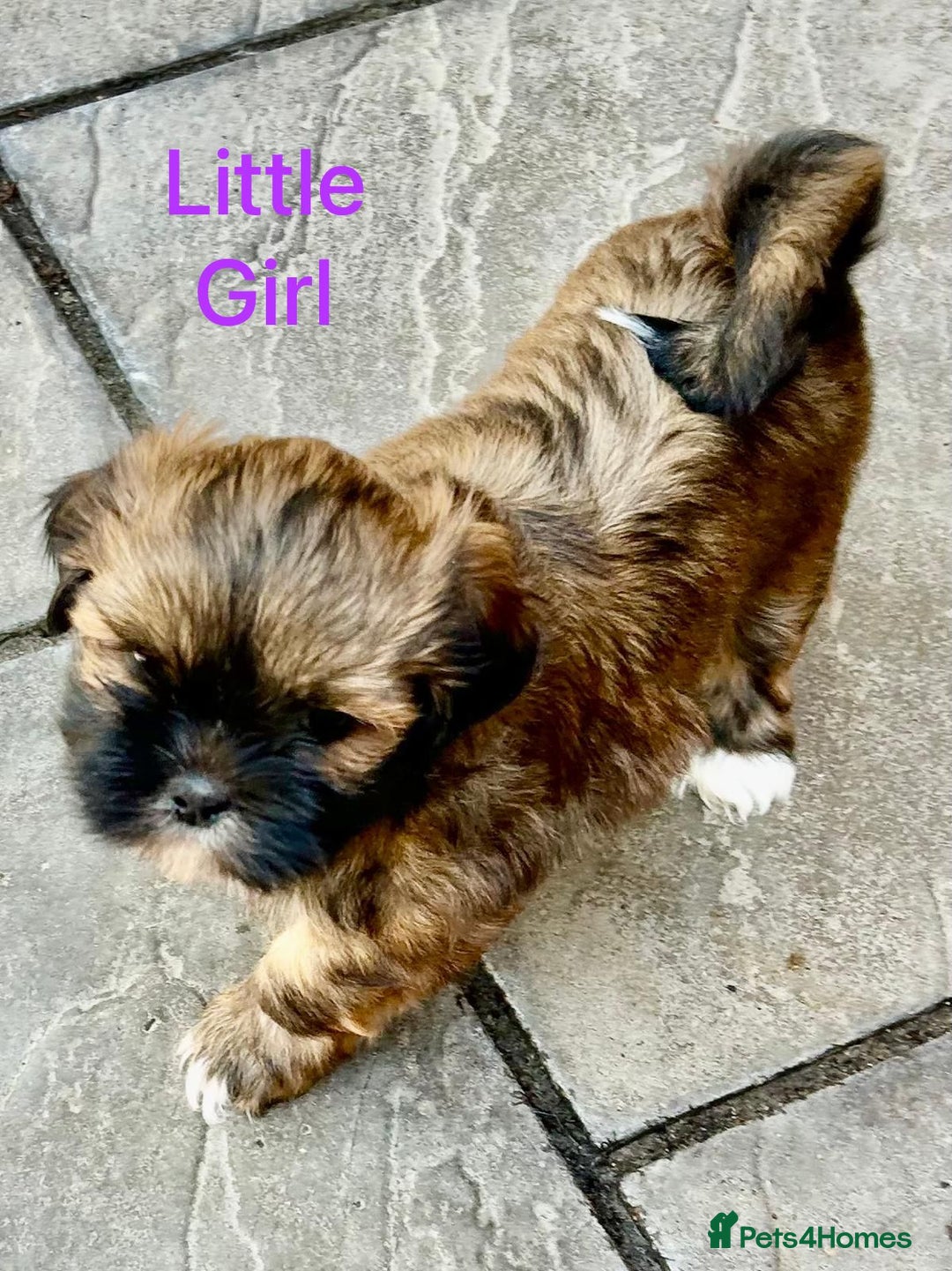 Lhasa Apso dogs for sale: Two Adorable KC Reg Puppies GPRA4 Clear - Image 17