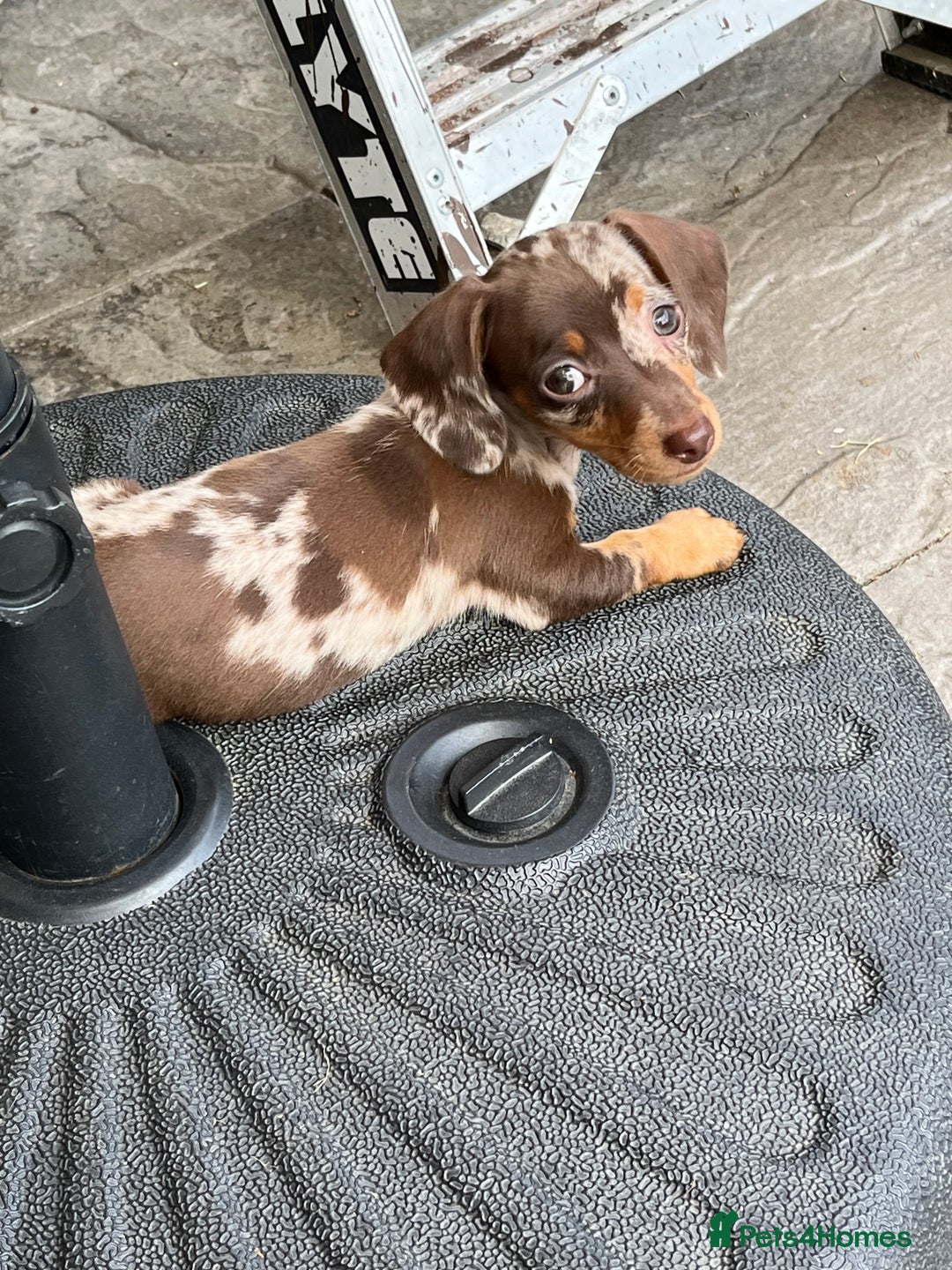 Miniature Dachshund dogs for sale: READY NOW - short haired miniature dachshunds  - Image 7