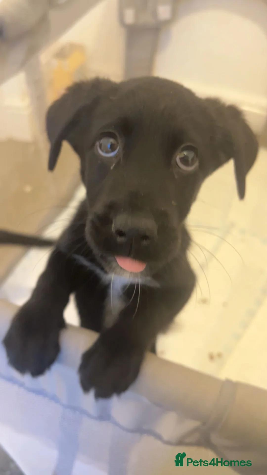 Mixed Breed dogs for sale: Labsky pups in Blackpool - Advert 4