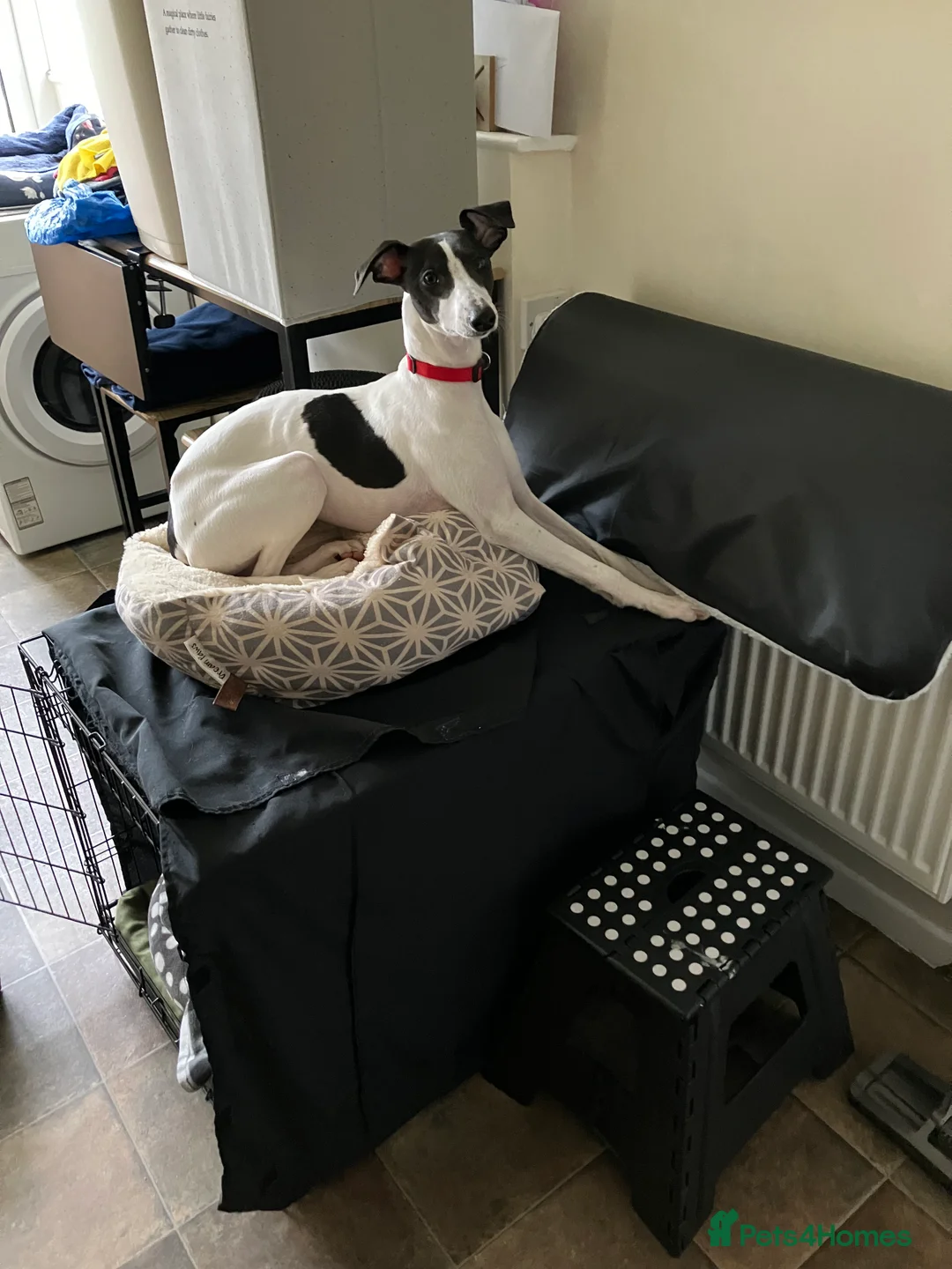 Whippet dogs for sale: Whippet puppy - 7 months - Advert 7