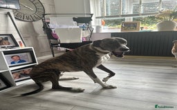 Lurcher dogs for sale: Miss  - Image 3