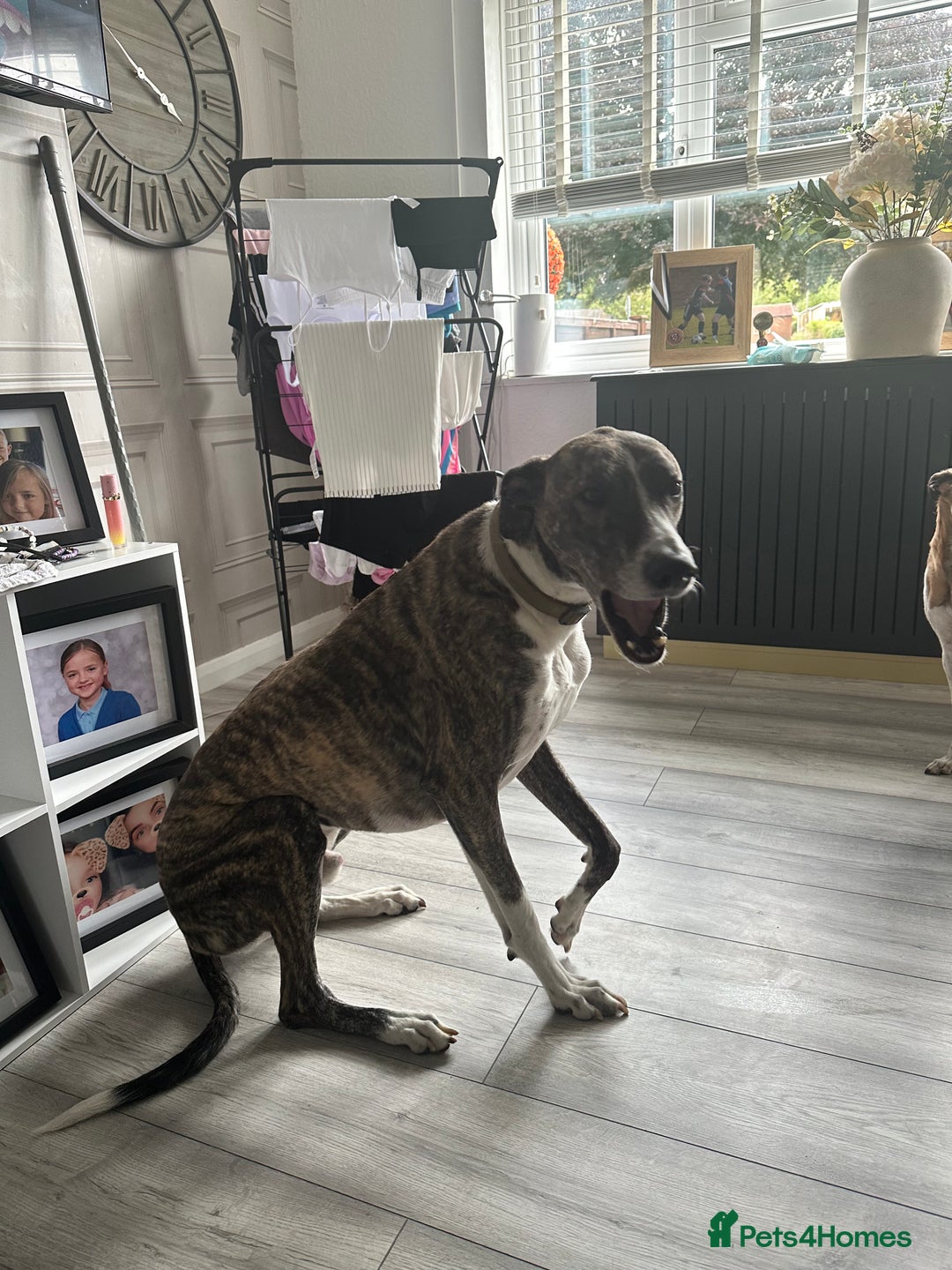 Lurcher dogs for sale: Miss  - Image 3