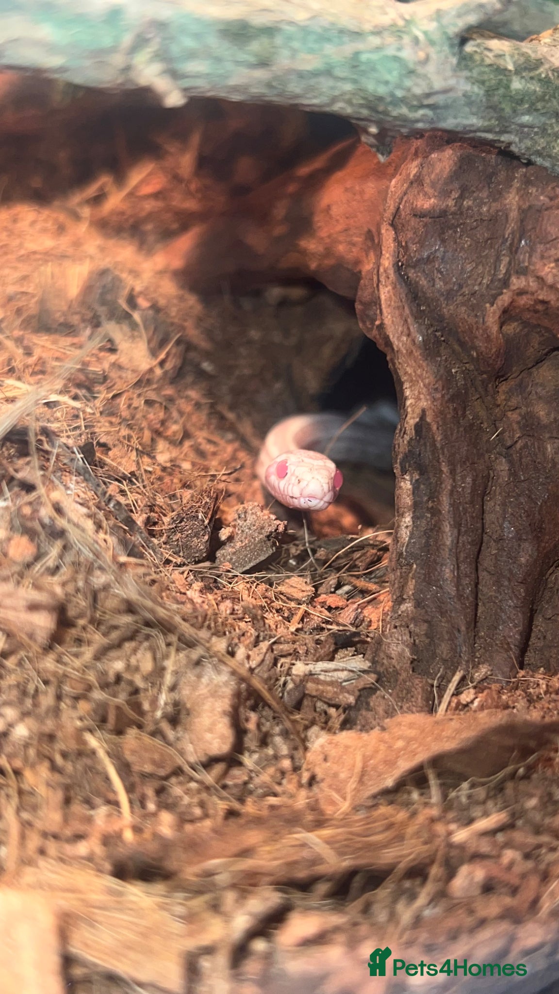 Corn Snake reptiles 2x corn snakes £150 each with full setup  - Advert 2