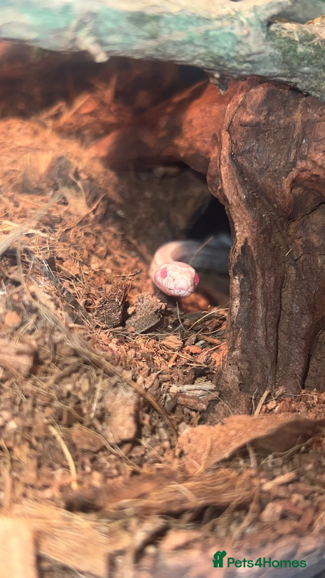 Corn Snake reptiles for sale: 2x corn snakes £150 each with full setup  - Advert 1