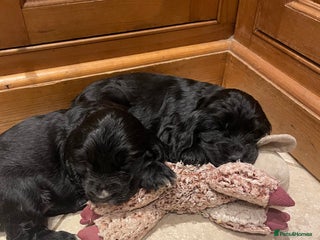 Cocker Spaniel dogs for sale - Advert 1