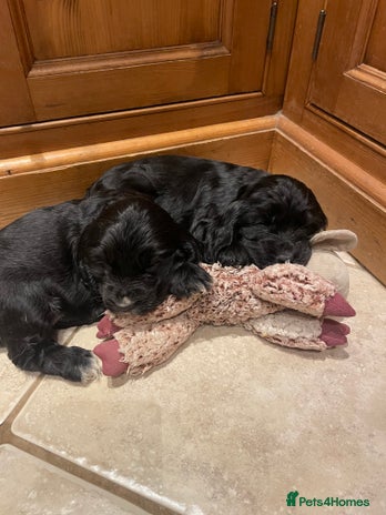 Cocker Spaniel dogs - Advert 8