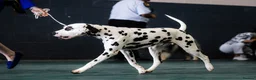 Dalmatian dogs for stud: KC Reg show Dalmatian for stud  - Advert 3