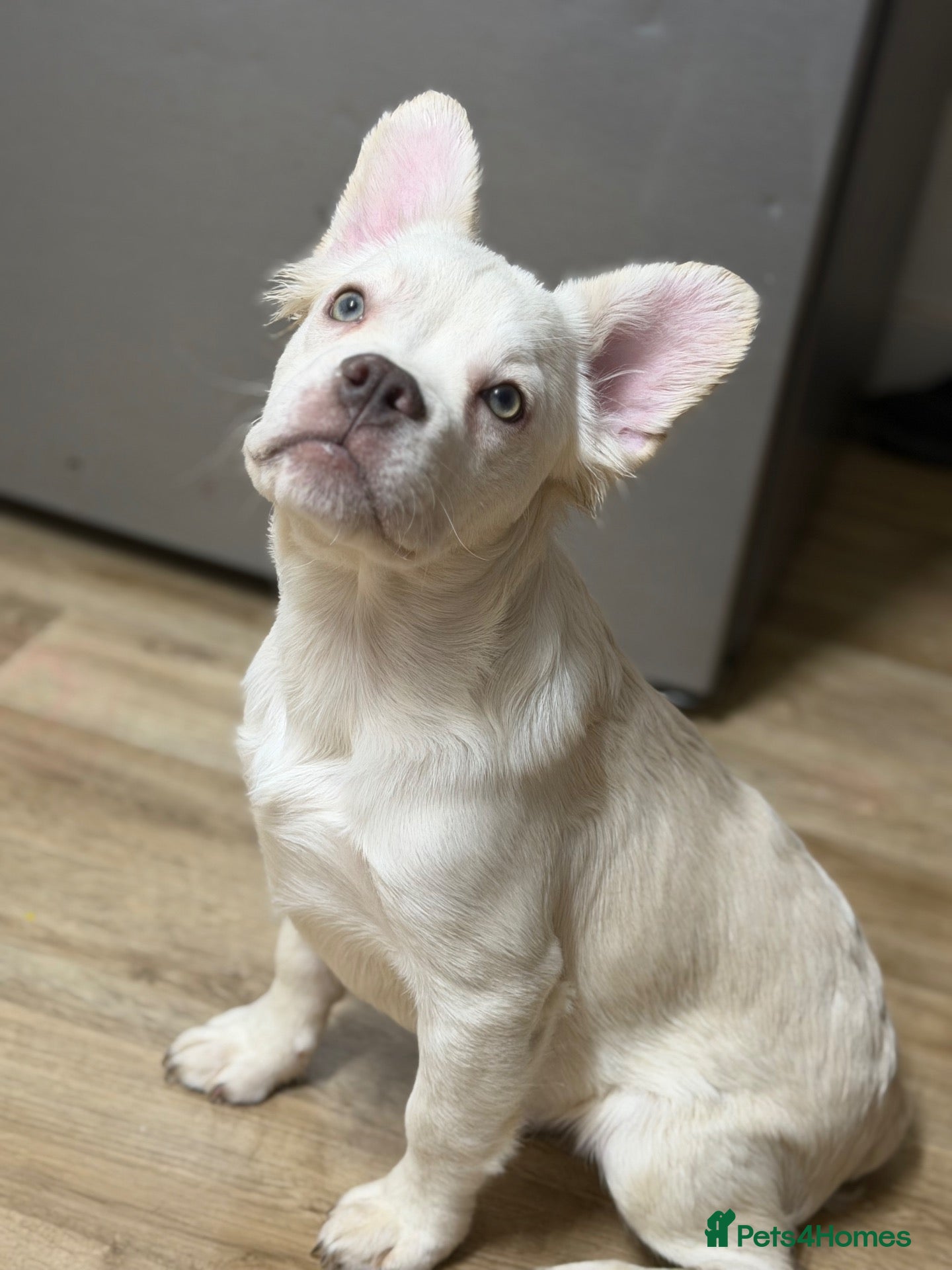 French Bulldog dogs FULL FLUFFY CARRYING PINK KC REG FRENCHIE BOY LEFT - Advert 1