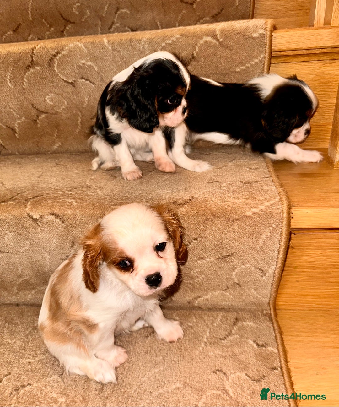 Cavalier King Charles Spaniel dogs for sale: Cavalier King Charles puppy’s  - Advert 3