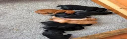 Cocker Spaniel dogs for sale: Legally docked KC cockers  - Advert 5