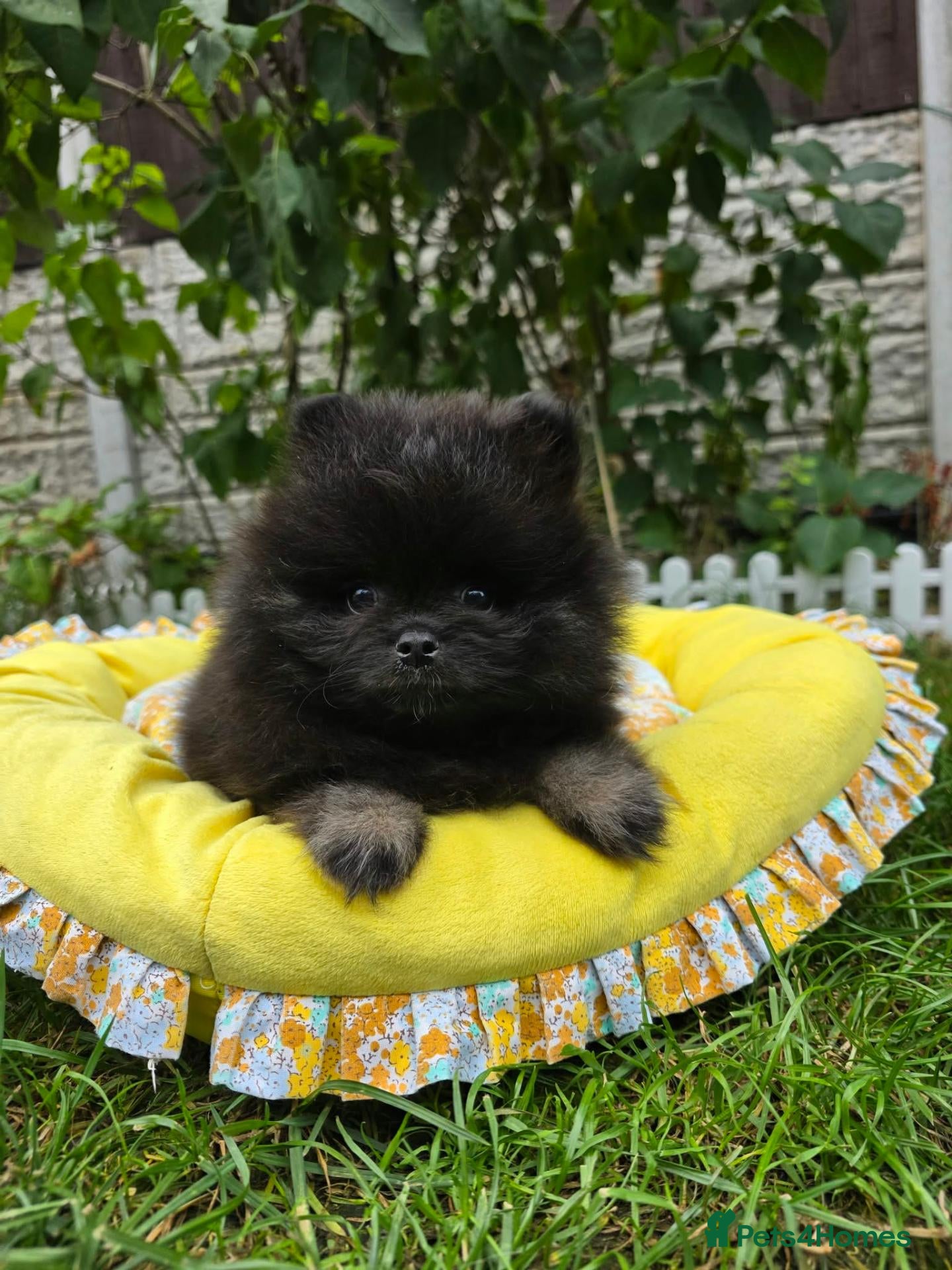 Pomeranian dogs Beautiful KC Registered Pomeranian Puppies - Advert 18