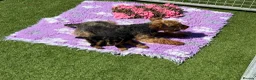 Welsh Terrier dogs for sale: Adorable Welsh terrier puppy  - Advert 5