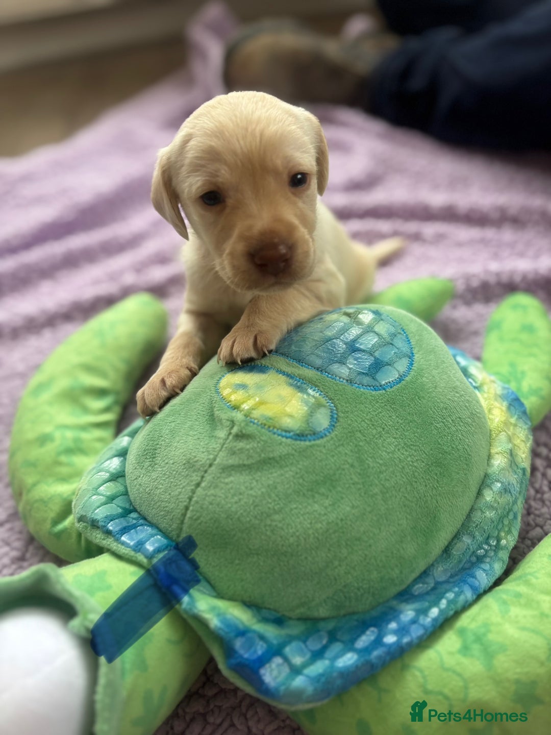 Labrador Retriever dogs for sale: KC Labrador puppies - Image 11