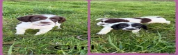 English Springer Spaniel dogs for sale: KC Registered English Springer Spaniel Pups - Advert 39