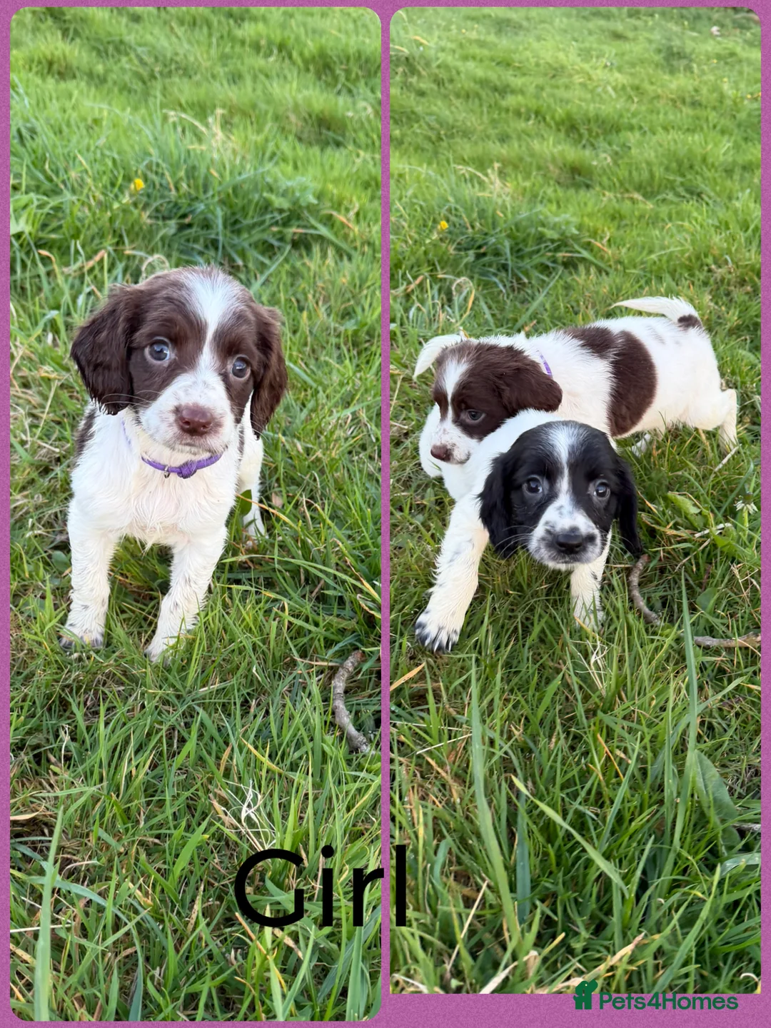 English Springer Spaniel dogs for sale: KC Registered English Springer Spaniel Pups - Advert 39