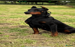 Dobermann dogs for sale: 2yo Doberman for Rehoming  - Image 3