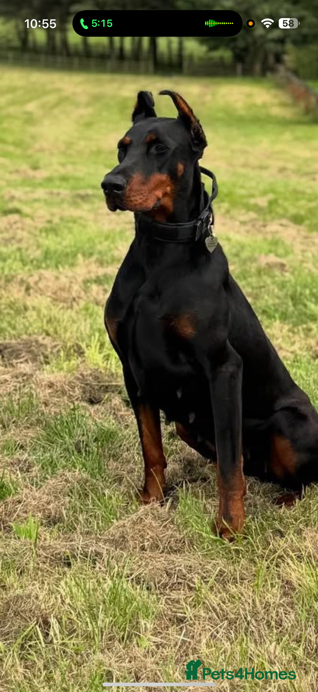 Dobermann dogs for sale: 2yo Doberman for Rehoming  - Image 3