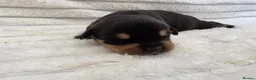 Rottweiler dogs for sale: Healthy & Chunky Family Raised Rottweiler Puppies - Advert 22
