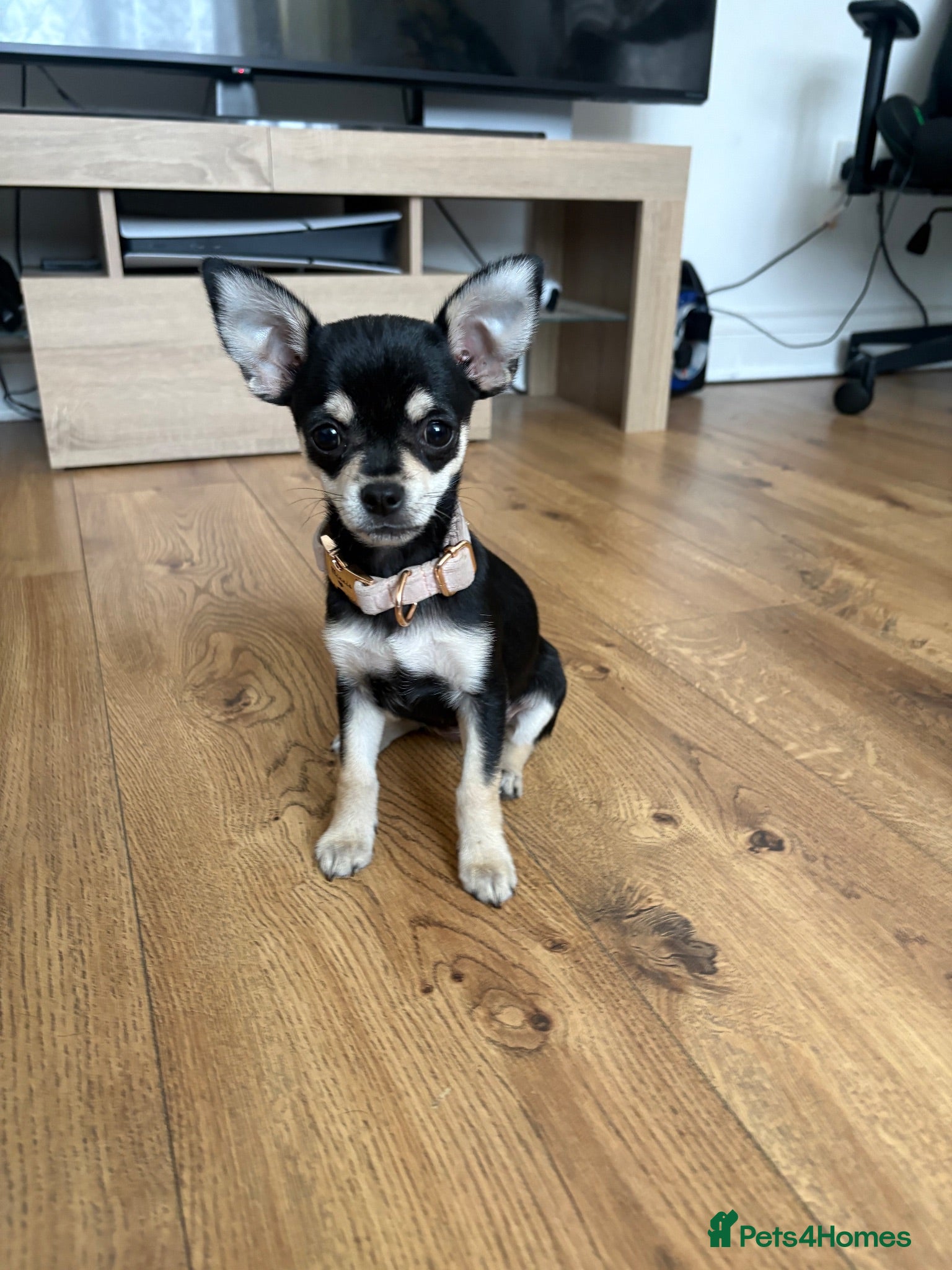 Mixed Breed dogs Minnie – Beautiful 13 Week Old Girl Puppy 💕 - Advert 1