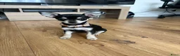 Mixed Breed dogs for sale: Minnie – Beautiful 13 Week Old Girl Puppy 💕 - Advert 1