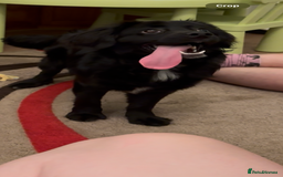 Cocker Spaniel dogs for sale: 9 Month old Puppy - Cocker Spaniel  - Image 2