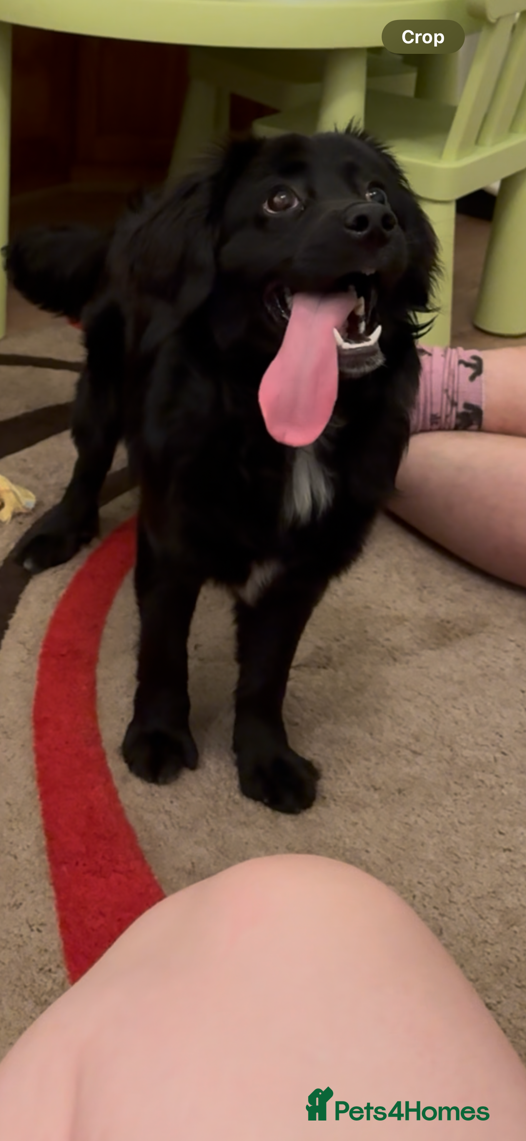 Cocker Spaniel dogs for sale: 9 Month old Puppy - Cocker Spaniel  - Image 2