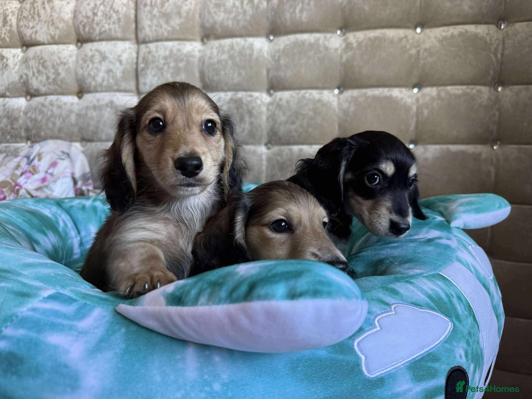 Dachshund dogs for sale: Miniature dachshund puppies  - Image 6