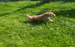 Cavapoo dogs for sale: 5* Beautiful cavapoo puppies 🐶 in Swansea - Image 24